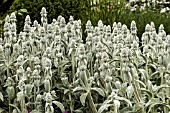 STACHYS BYZANTINA COTTON BALL