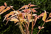 TOONA SINENSIS FLAMINGO