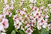 VERBASCUM PINK KISSES