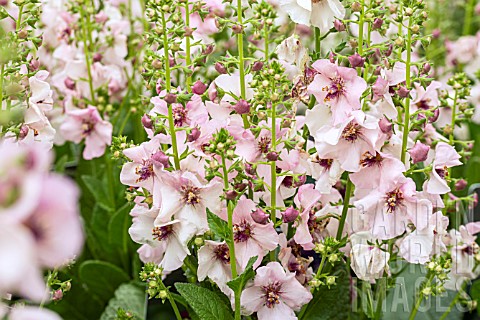 VERBASCUM_PINK_KISSES