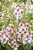 VERBASCUM PINK KISSES