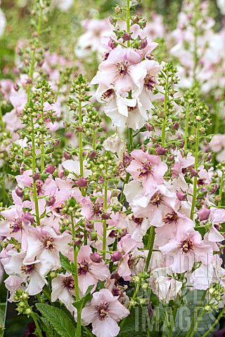 VERBASCUM_PINK_KISSES