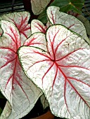 CALADIUM PINK AND GREEN