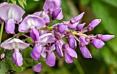 WISTERIA BRAKYBOTRYS IKOYAMA FUJI SYN OKAYAMA