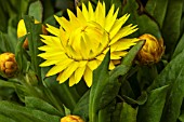 XEROCHRYSUM BRACTEATUM GRANVIA GOLD