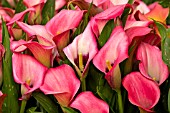 Zantedeschia aethiopica Red Alert