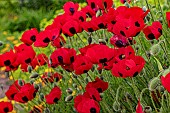 PAPAVER COMMUTATUM LADYBIRD