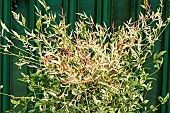 NANDINA DOMESTICA TWILIGHT