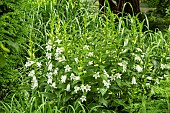 CAMPANULA LATIFOLIA ALBA