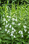 CAMPANULA LATIFOLIA ALBA