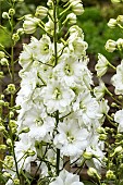 DELPHINIUM JILL CURLEY`