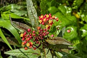 ASCLEPIAS SILKY DEEP RED