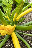 Cucurbita pepo Orelia