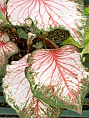 CALADIUM PINK GEM