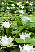 NYMPHAEA CANDIDA