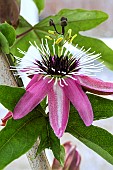 PASSIFLORA VICTORIA