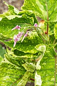 PERSICARIA ORIENTALIS SHIRO-GANE-NISHI