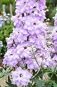 DELPHINIUM PINK RUFFLES