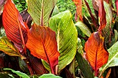 CANNA DURBAN