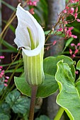 ARISAEMA CANDIDISSIMUM
