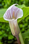 ARISAEMA CANDIDISSIMUM