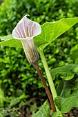 ARISAEMA CANDIDISSIMUM