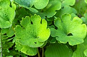 SANGUINARIA CANADENSIS