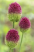 ALLIUM SPHAEROCEPHALON