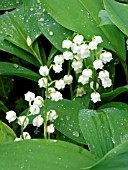 CONVALLARIA MAJALIS (LILY OF THE VALLEY)