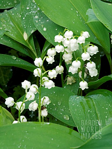 CONVALLARIA_MAJALIS_LILY_OF_THE_VALLEY