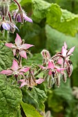 BORAGO OFFICINALIS ROSEA