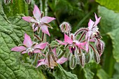 BORAGO OFFICINALIS ROSEA