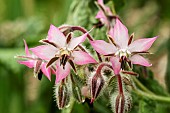 BORAGO OFFICINALIS ROSEA