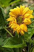 HELIANTHUS SANTA LUCIA