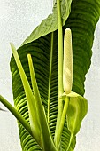 ANTHURIUM VEITCHII