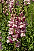 ANTIRRHINUM POTOMAC LAVENDER