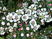 COTONEASTER CONSPICUUS DECORUS