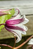 CLEMATIS TEXENSIS PRINCESS KATE (ZOPRIKA)