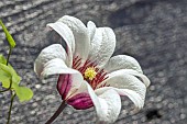 CLEMATIS TEXENSIS PRINCESS KATE (ZOPRIKA)