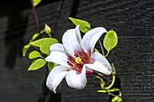 CLEMATIS TEXENSIS PRINCESS KATE