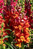 ANTIRRHINUM RUBY