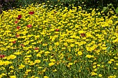 CHRYSANTHEMUM SEGETUM