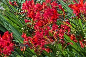 CROCOSMIA LUCIFER