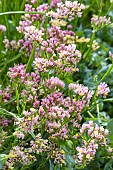 LIMONIUM SUNBURST APRICOT