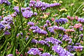 LIMONIUM SUNBURST LAVENDER