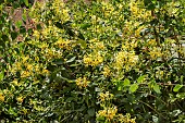 LONICERA PERICLYMENUM GRAHAM THOMAS