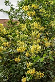 LONICERA PERICLYMENUM GRAHAM THOMAS