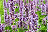 AGASTACHE BLUE FORTUNE