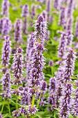 AGASTACHE BLUE FORTUNE