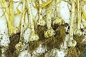 ALLIUM SATIVUM THERMIDROME